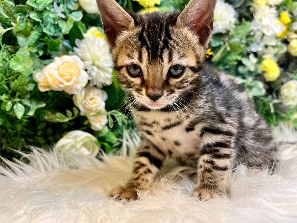 仮名（ジュディ）