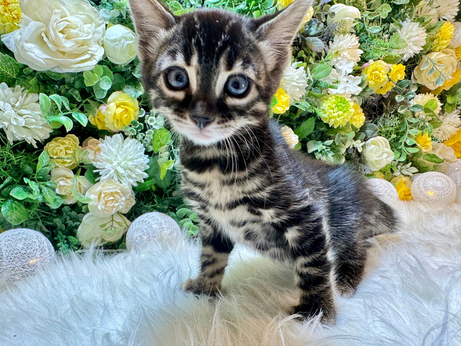 仮名（クイーン）