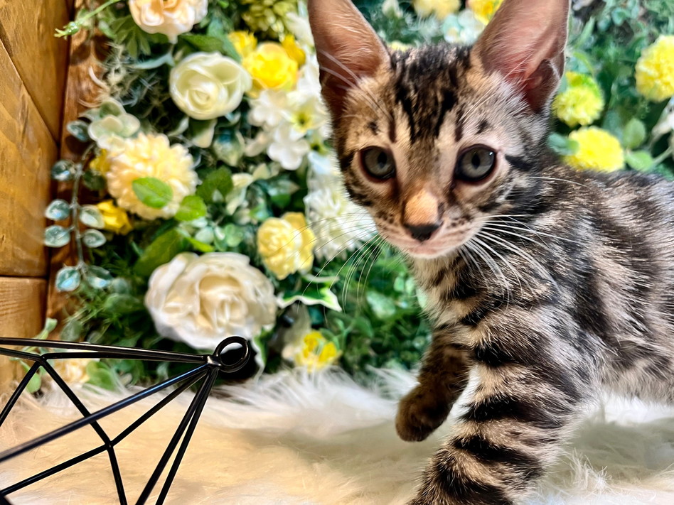 仮名（クッパ）