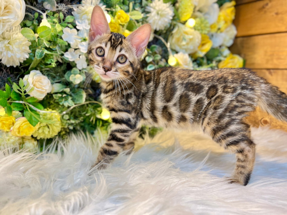 仮名（きょん）