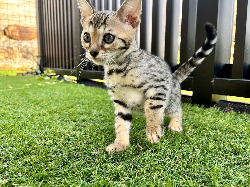 仮名（ミカエル）