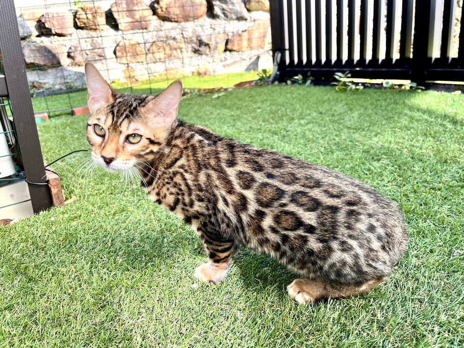 仮名（ミーナ）