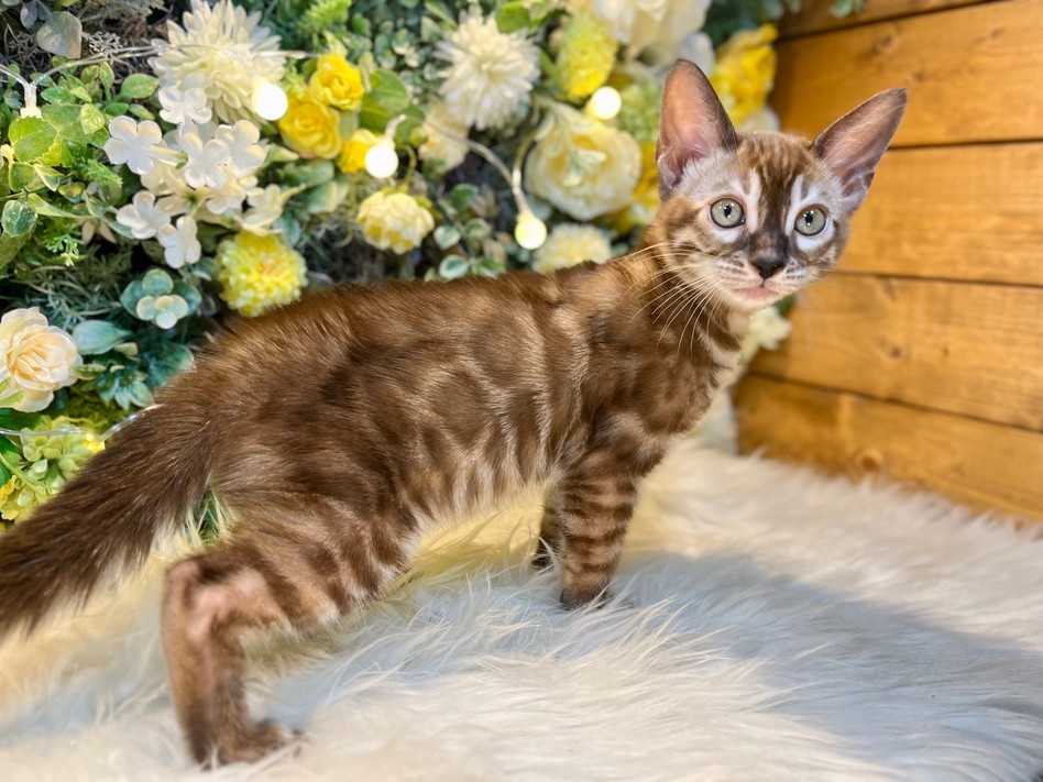 仮名（みんみん）