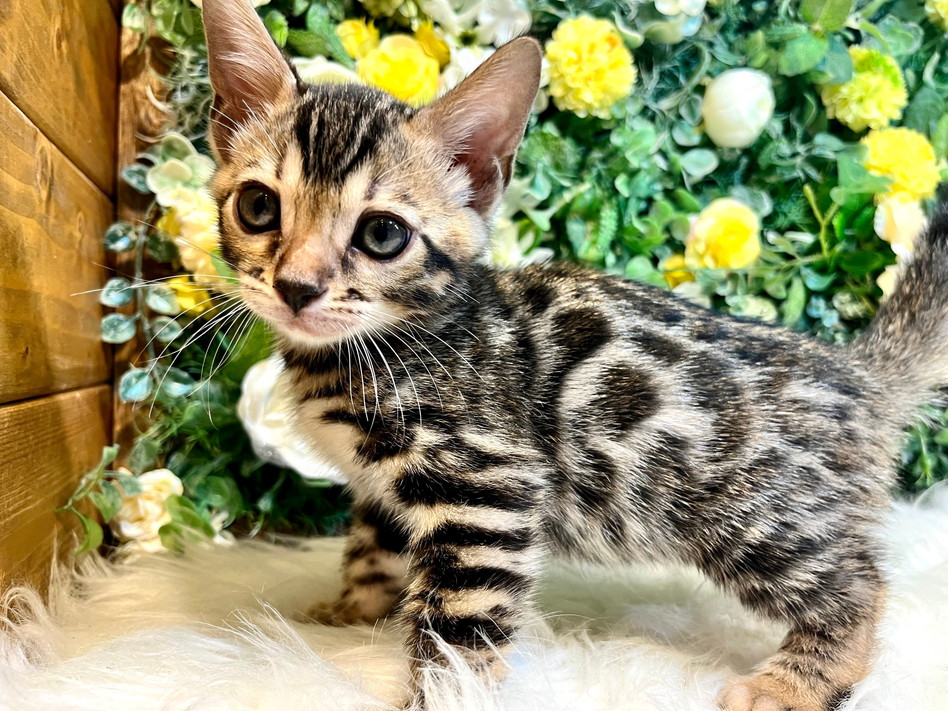 仮名（モモン）