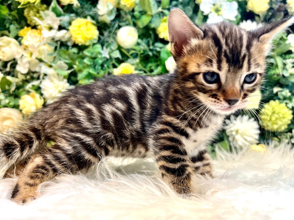 仮名（らんらん）