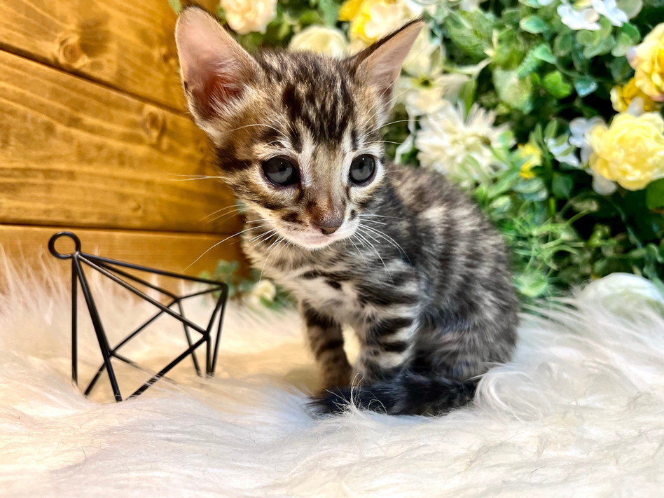 仮名（レッサー）