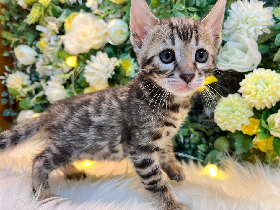 仮名（リオン）