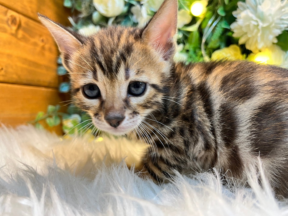 仮名（りゅう）