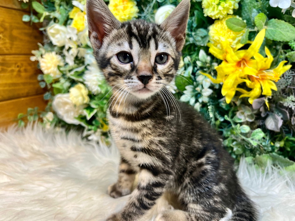 仮名（ティガー）