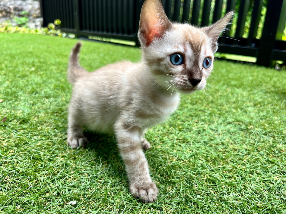 仮名（バニラ）