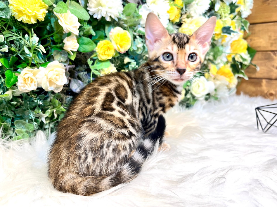 仮名（ユッカ）