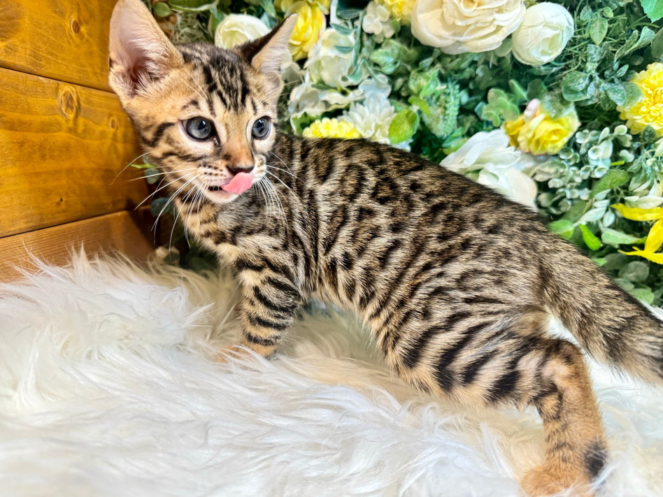 仮名（バルド）