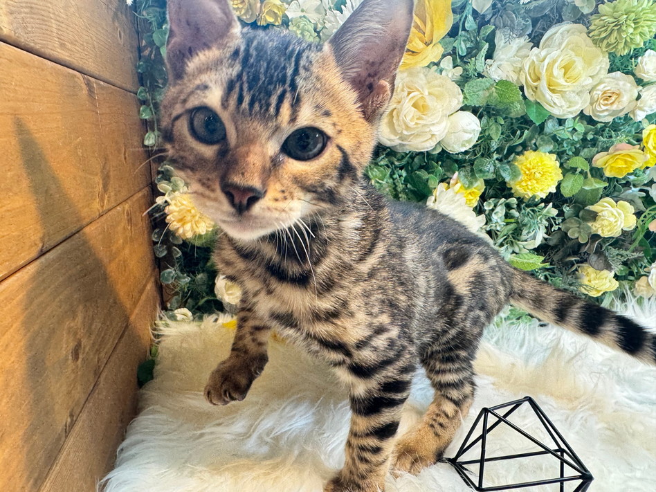 仮名（チャイ）