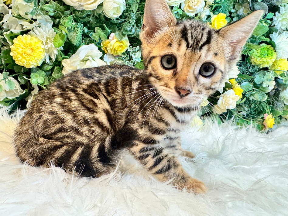 仮名（ディノ）