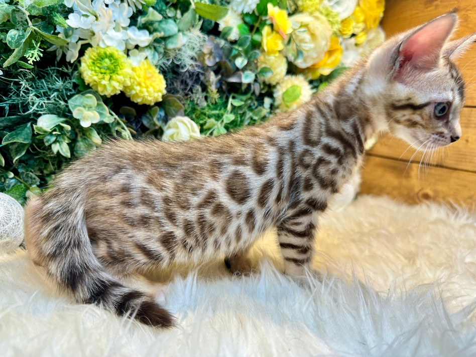 仮名（エドワード）