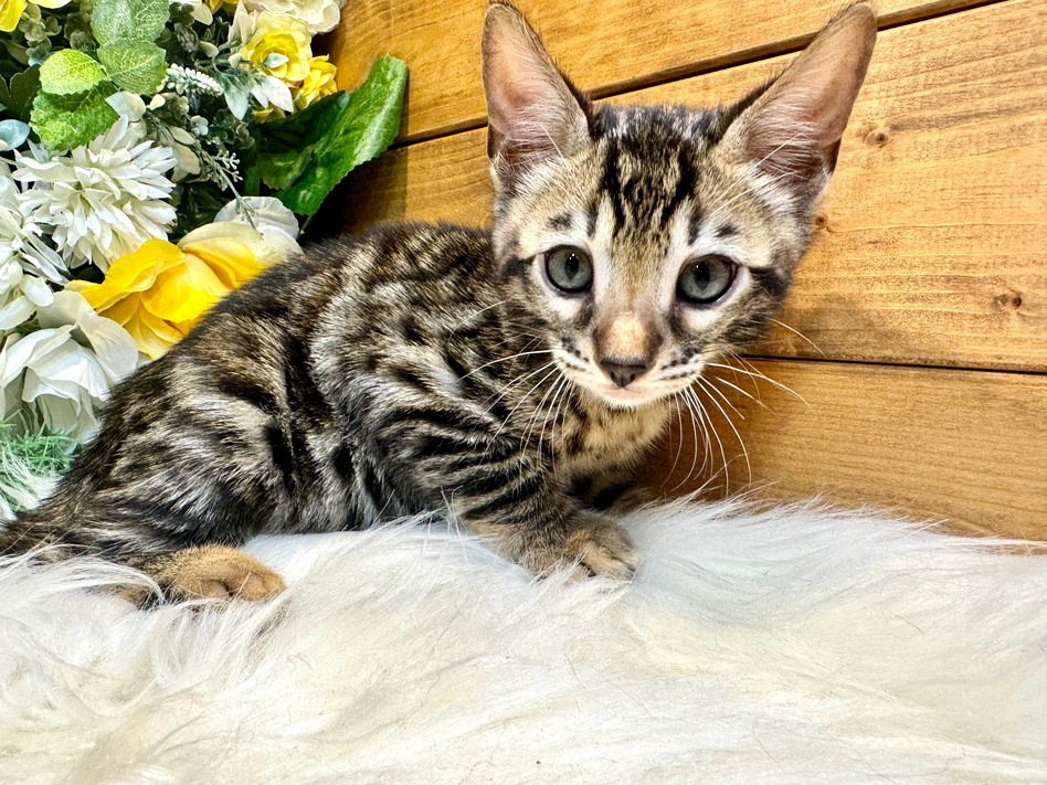 仮名（ホブス）