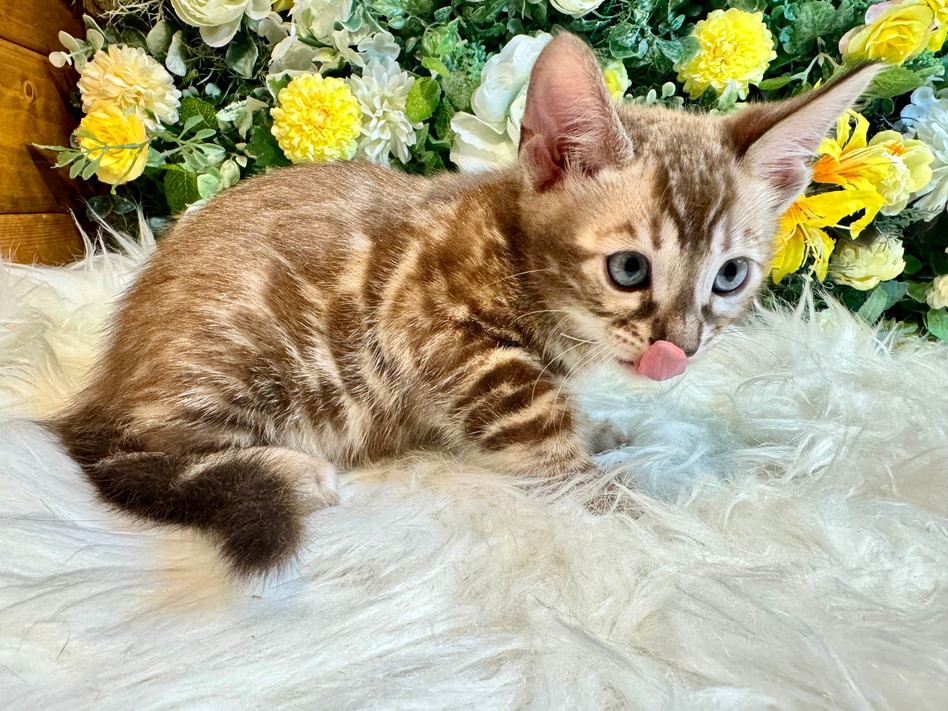 仮名（ホロロ）