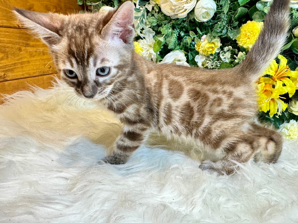 仮名（ホルル）