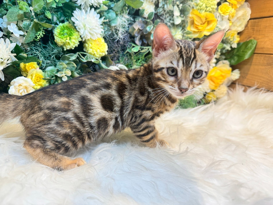 仮名（レティ）