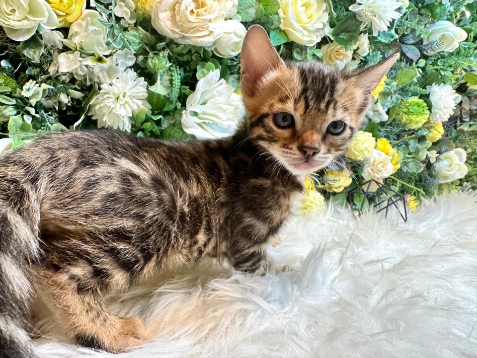 仮名（まだら）