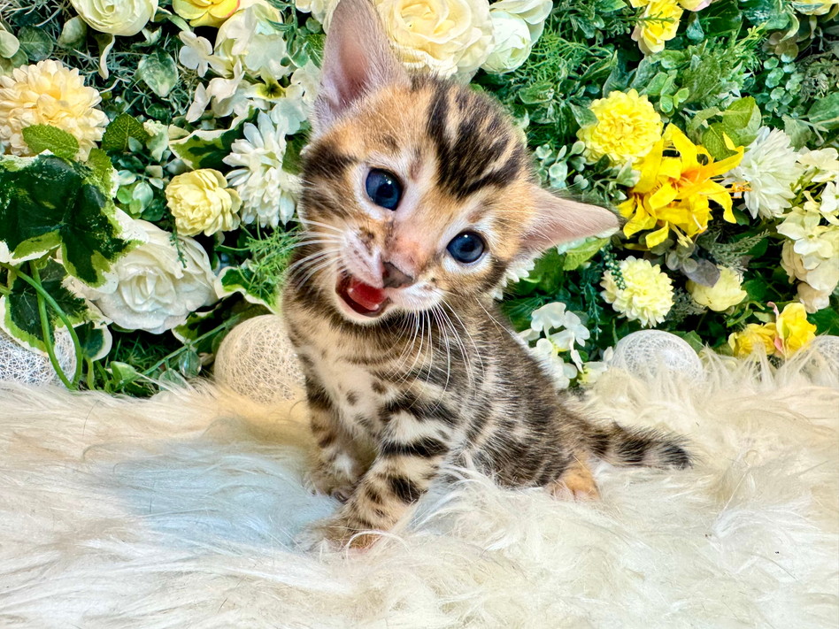 仮名（マリー）