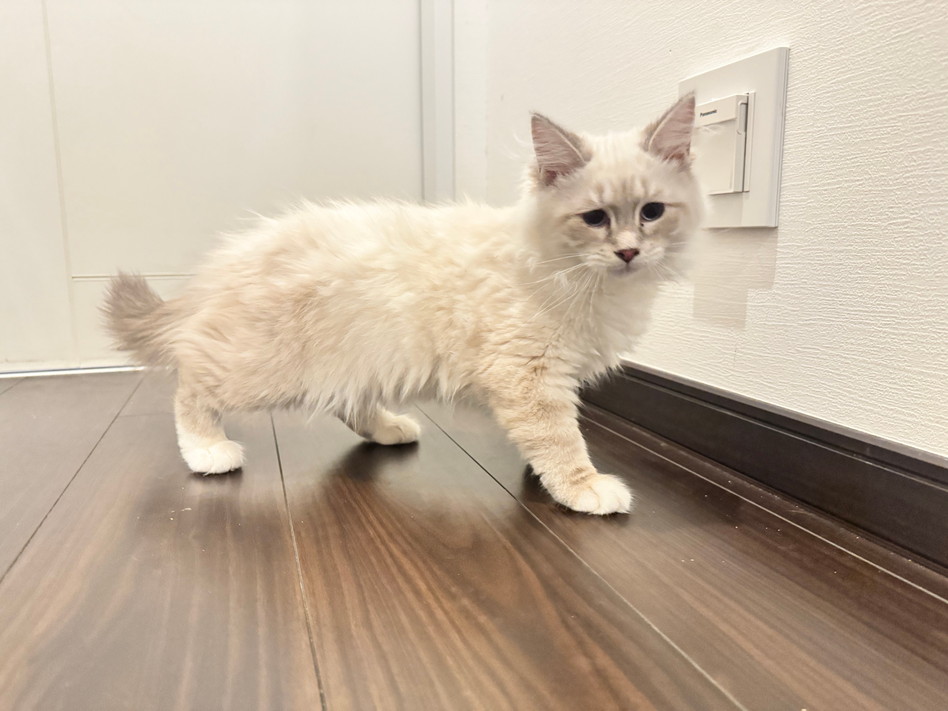 仮名（ムーン）