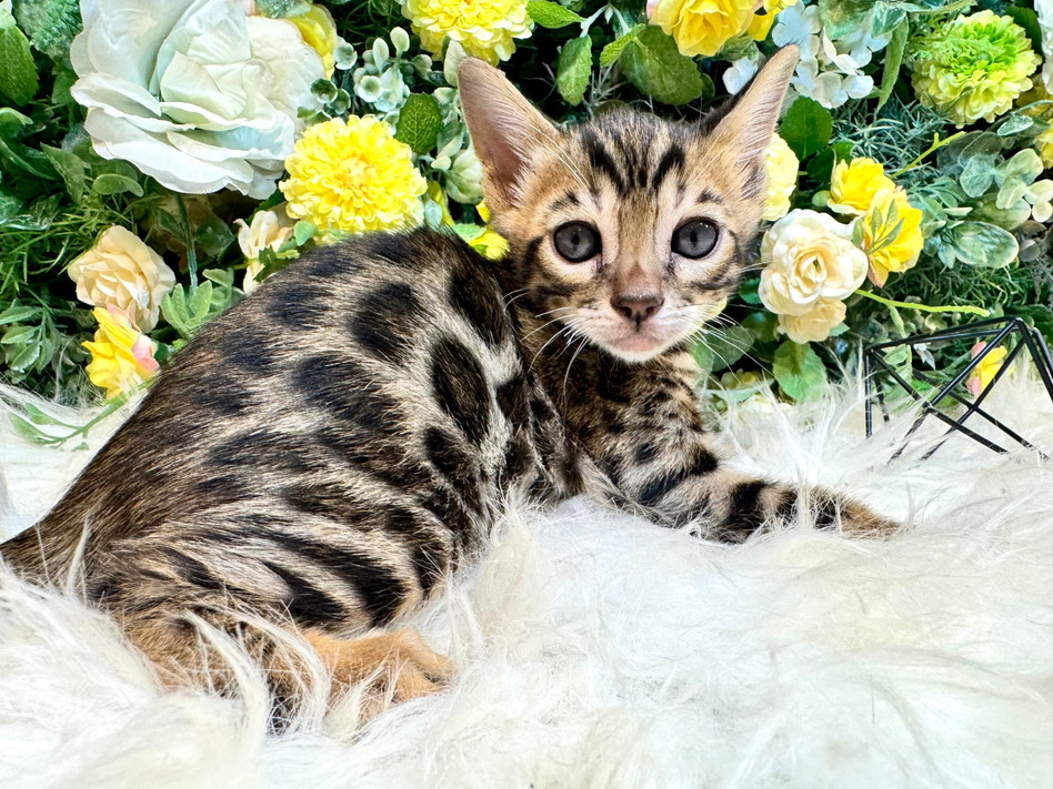 仮名（なとり）