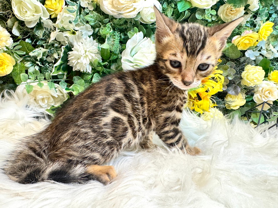 仮名（なつめ）