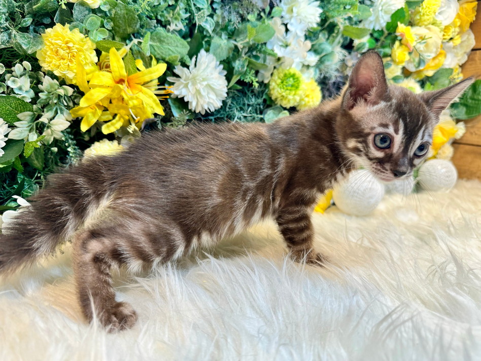 仮名（リチャード）