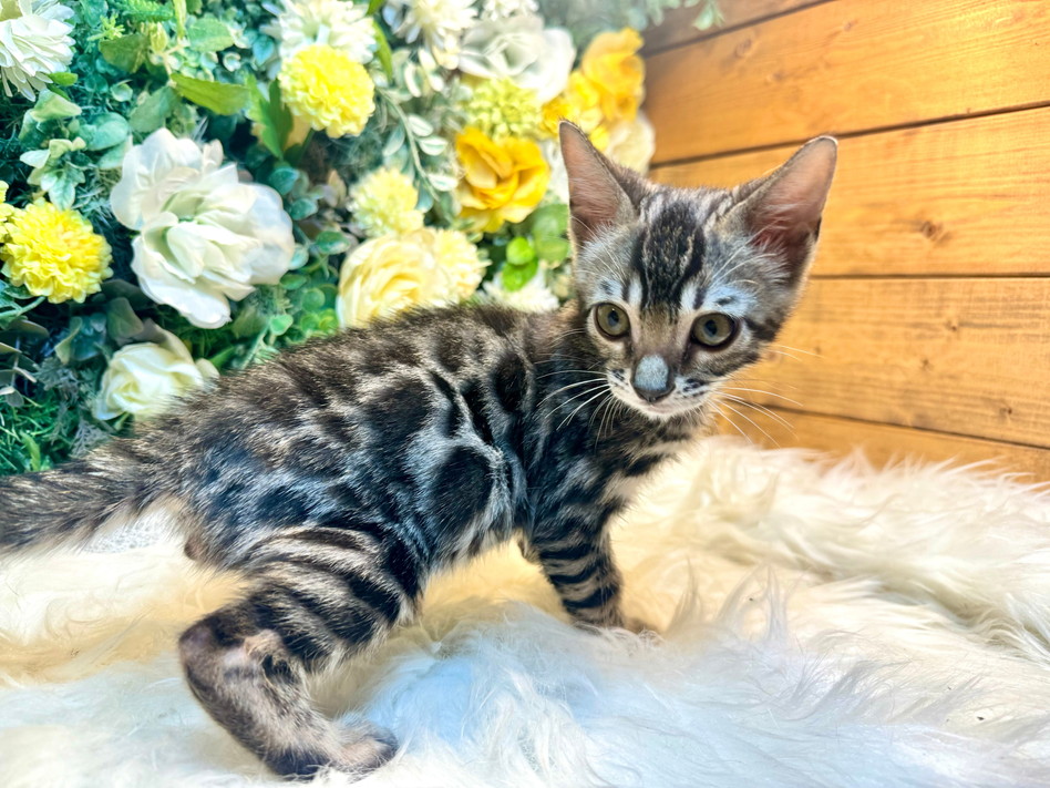 仮名（ライム）