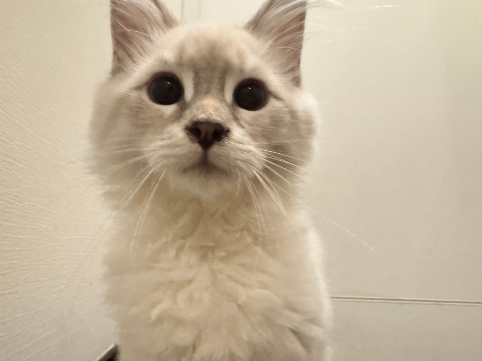 仮名（サリー）