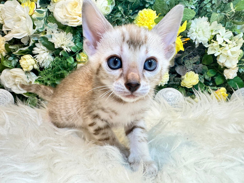 仮名（てんてん）