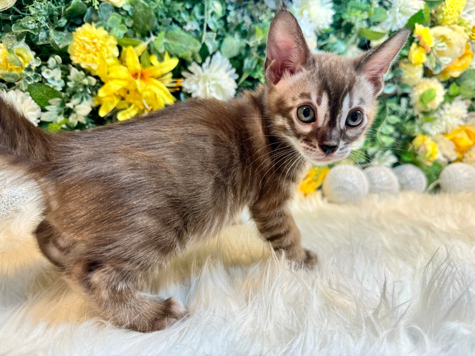 仮名（ウォリック）