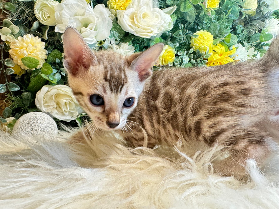 仮名（ヤマト）