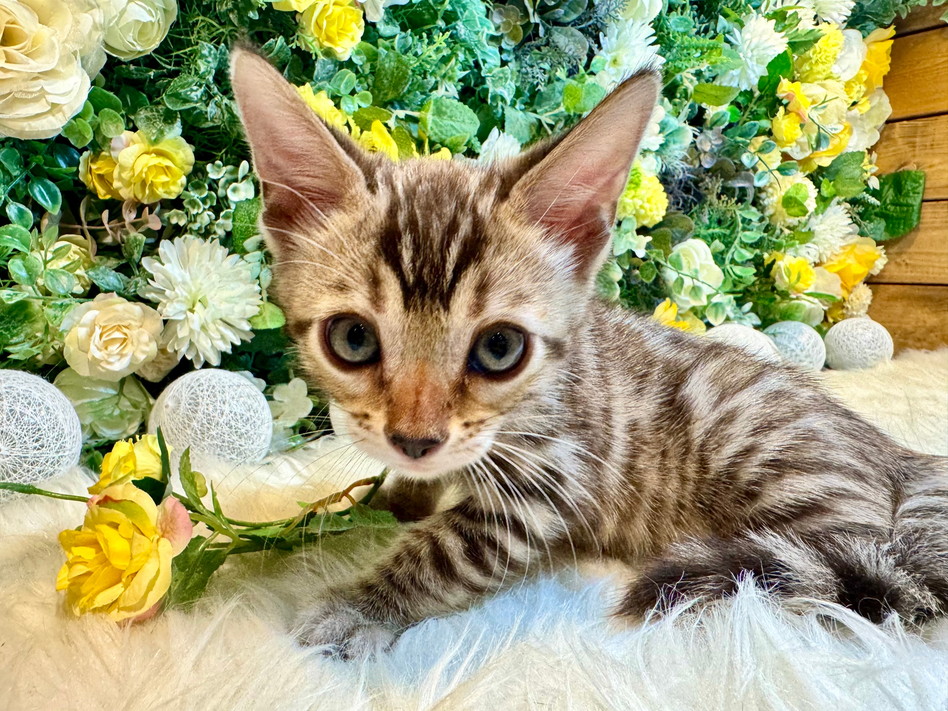 仮名（ヨーク）