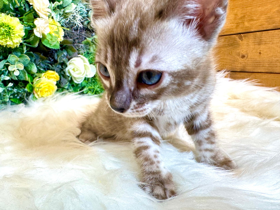 仮名（あかふく）