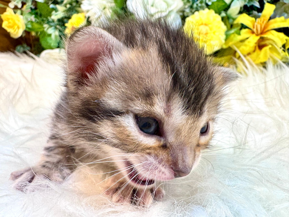 仮名（ベティ）