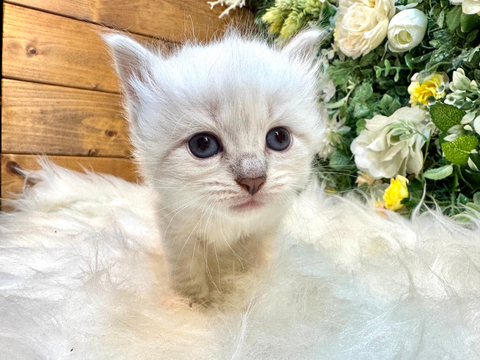 仮名（チャー）