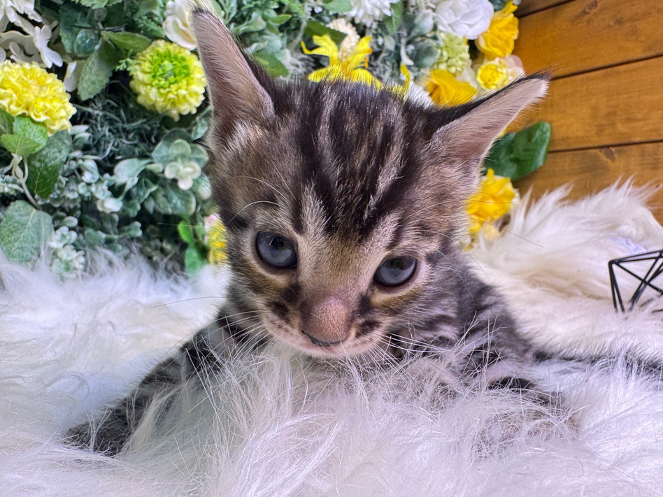 仮名（モナコ）