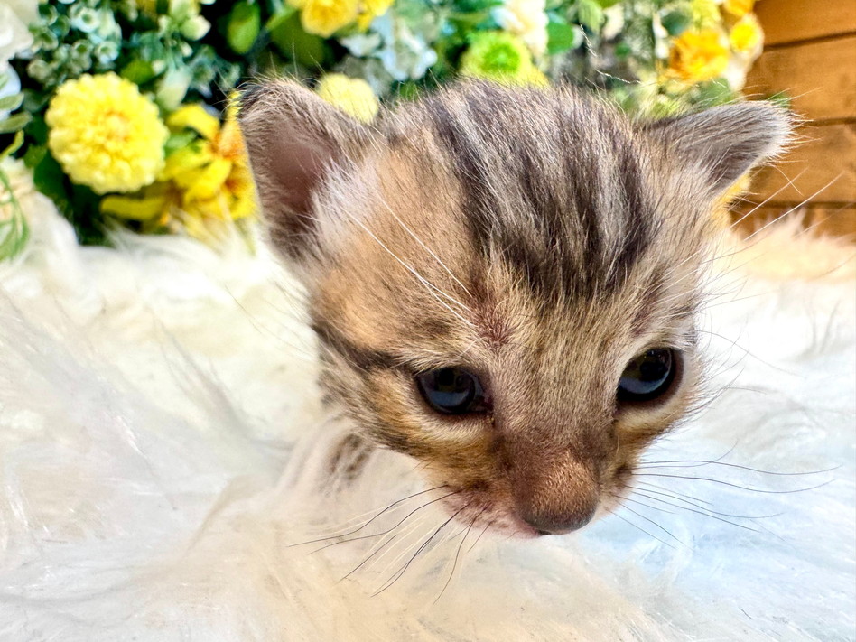 仮名（ミュウ）