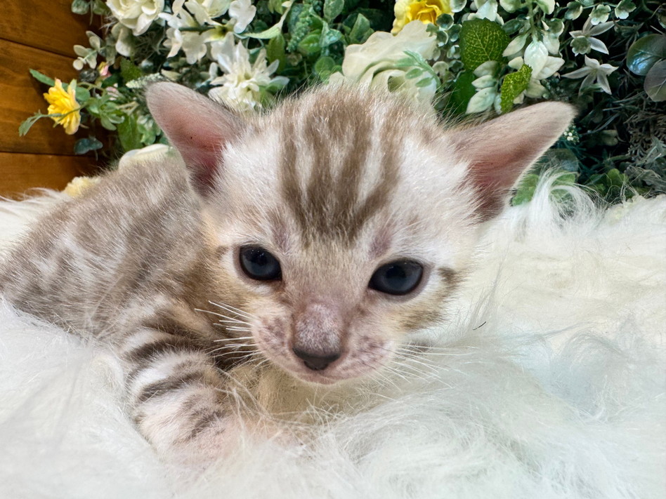 仮名（パリー）