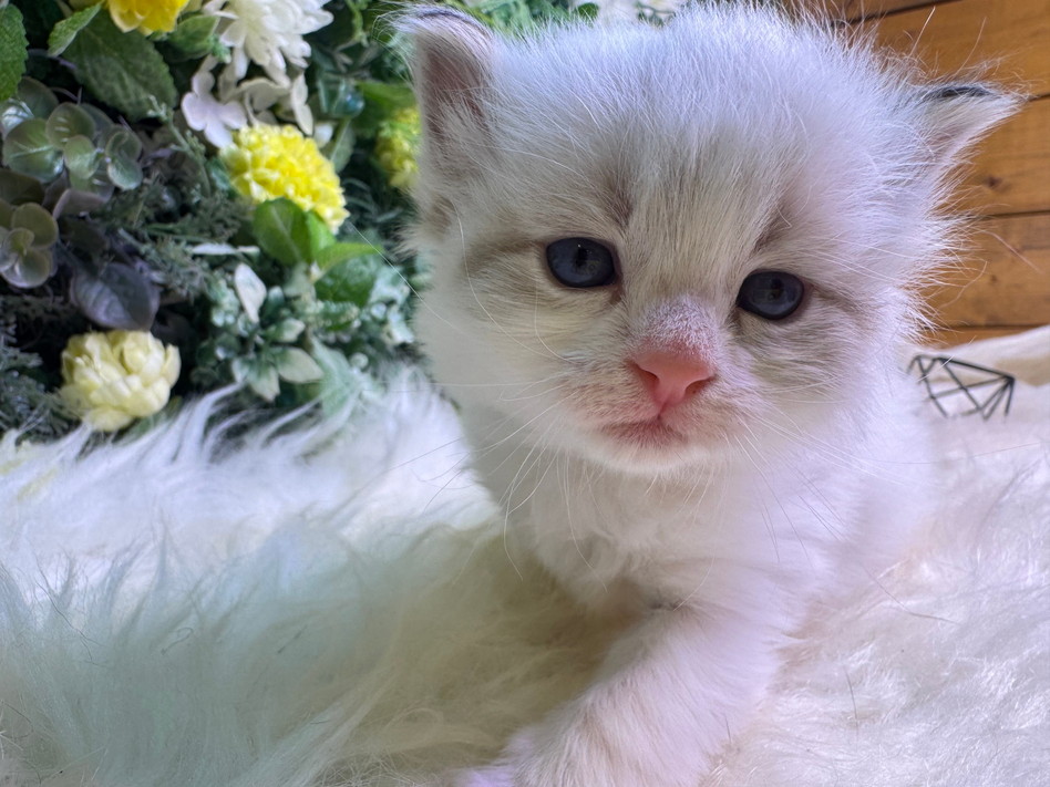 仮名（シナノ）