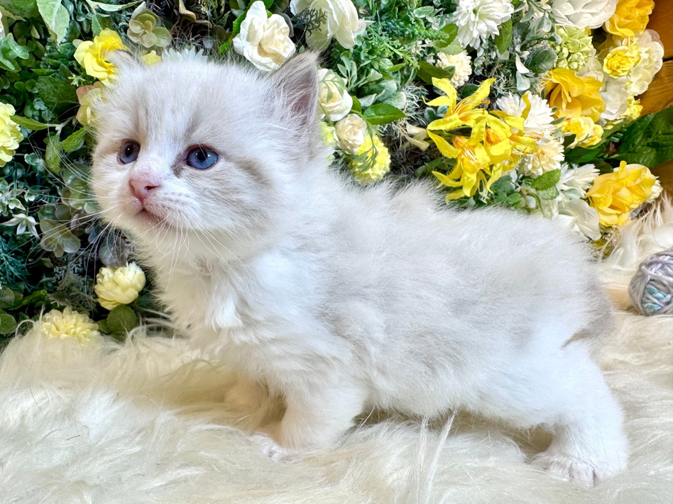 仮名（シナノ）