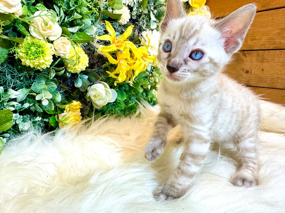 仮名（とおりもん）