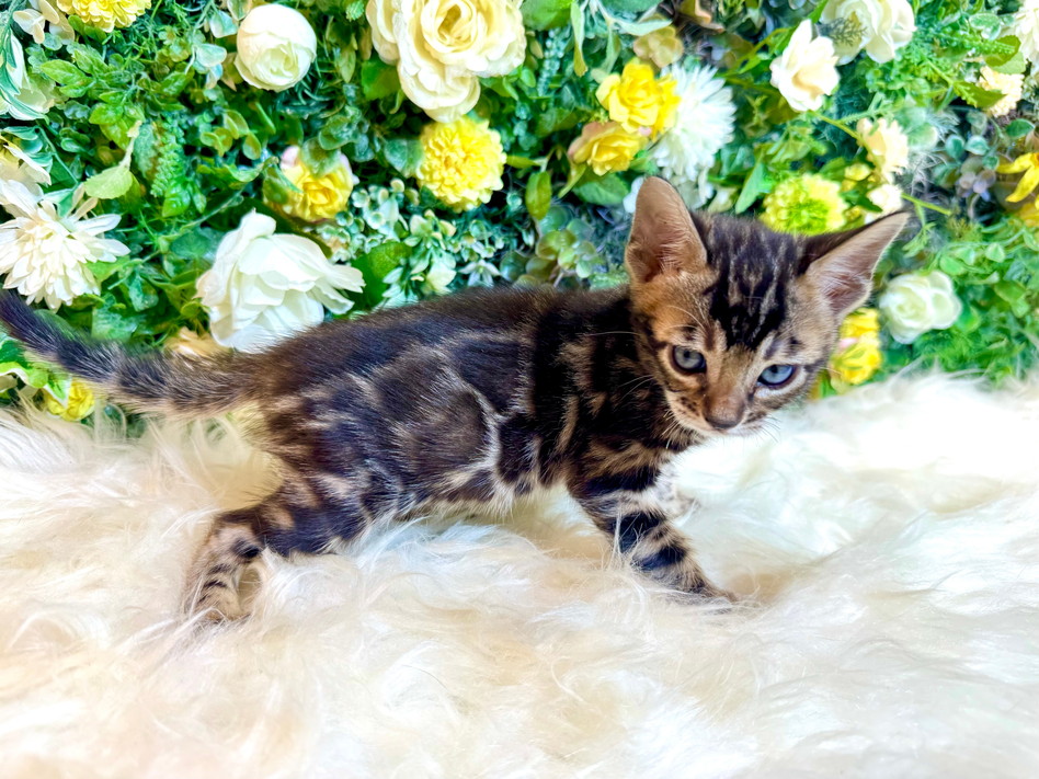 仮名（ういろう）